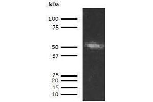 Western Blotting (WB) image for anti-Coagulation Factor IX (F9) antibody (Biotin) (ABIN613077) (Coagulation Factor IX Antikörper  (Biotin))