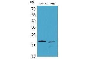 Western Blotting (WB) image for anti-Histone 3 (H3) (Lys10) antibody (ABIN3180411) (Histone 3 Antikörper  (Lys10))
