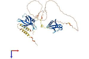 DOK3 Protein (AA 1-444) (His tag)