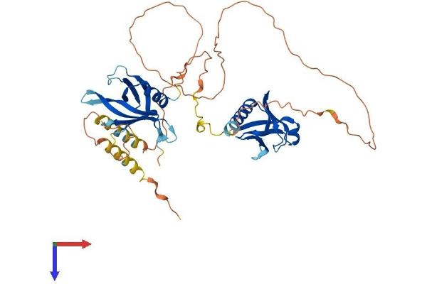 DOK3 Protein (AA 1-444) (His tag)