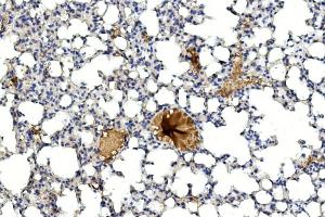 Immunohistochemical analysis of paraffin-embedded mouse lung section using GREMLIN Antibody (C-term) (ABIN390078 and ABIN2840598). (GREM1 Antikörper  (C-Term))