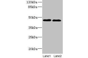 Western blot All lanes: KCNK13 antibody at 8 μg/mL Lane 1: HepG2 whole cell lysate Lane 2: LO2 whole cell lysate Secondary Goat polyclonal to rabbit IgG at 1/10000 dilution Predicted band size: 46 kDa Observed band size: 46 kDa