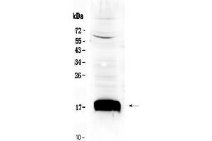 Western blot analysis of Sca1/Ly6A/E using anti- Sca1/Ly6A/E antibody .