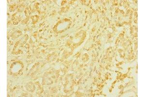 Immunohistochemistry (IHC) image for anti-Taste Receptor, Type 1, Member 3 (TAS1R3) (AA 400-570) antibody (ABIN7171535)