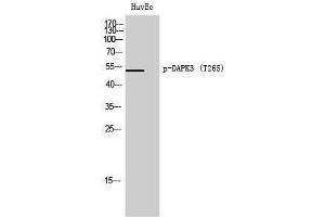 Western Blotting (WB) image for anti-Death-Associated Protein Kinase 3 (DAPK3) (pThr265) antibody (ABIN3179599) (DAPK3 Antikörper  (pThr265))