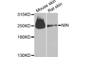 Western blot analysis of extracts of various cell lines, using NIN antibody (ABIN6291434) at 1:1000 dilution. (Ninein Antikörper)