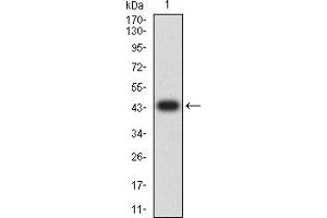 Western blot analysis using CD267 mAb against human CD267 (AA: extra 1-165) recombinant protein. (TACI Antikörper  (AA 1-165))