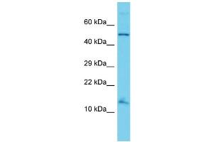 Host: Rabbit Target Name: ANAPC15 Sample Type: HT1080 Whole Cell lysates Antibody Dilution: 1.