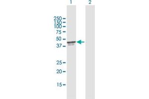 Western Blot analysis of PDCD2 expression in transfected 293T cell line by PDCD2 MaxPab polyclonal antibody. (PDCD2 Antikörper  (AA 1-344))