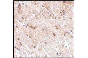 Immunohistochemistry of MAPKAP1 in human skeletal muscle tissue with this product at 5 μg/ml.