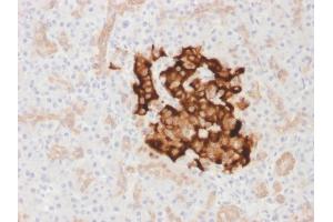 Formalin-fixed, paraffin-embedded human Pancreas stained with Insulin Rabbit Recombinant Monoclonal Antibody (IRDN/1980R). (Rekombinanter Insulin Antikörper)