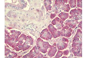 Anti-SEC62 / TP-1 antibody IHC staining of human pancreas. (SEC62 Antikörper  (C-Term))