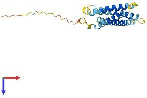 CMTM8 Protein (AA 1-173) (His tag)