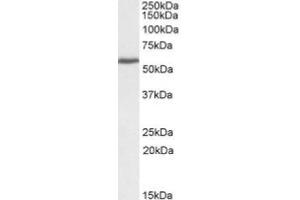 AP20107PU-N PRPF31 Antibody staining (0. (PRPF31 Antikörper  (C-Term))