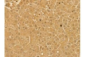 EPX Mouse Monoclonal Antibody at 1/100 staining human normal liver tissue by IHC-P.