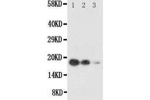 Western Blotting (WB) image for anti-KIT Ligand (KITLG) (AA 26-44), (N-Term) antibody (ABIN3042665) (KIT Ligand Antikörper  (N-Term))