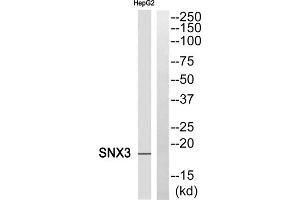 Western blot analysis of extracts from HepG2 cells, using SNX3 antibody. (Sorting Nexin 3 Antikörper  (Internal Region))