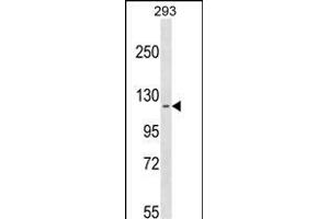 CCD Antibody (N-term) (ABIN1539089 and ABIN2849824) western blot analysis in 293 cell line lysates (35 μg/lane). (CCDC147 Antikörper  (N-Term))