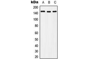 Western blot analysis of c-Met (pY1235) expression in Hela (A), Raw264. (c-MET Antikörper  (C-Term, pTyr1235))