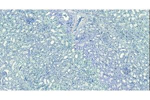 (ABIN185075) Negative Control showing staining of paraffin embedded Human Kidney, with no primary antibody. (MORF4L1 Antikörper  (N-Term))