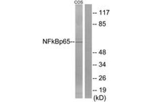 Western blot analysis of extracts from COS7 cells, treated with sorbitol 0. (NF-kB p65 Antikörper  (AA 275-324))