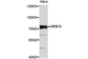 Western blot analysis of extracts of HeLa cells, using GRB10 antibody (ABIN2650918) at 1:1000 dilution. (GRB10 Antikörper)