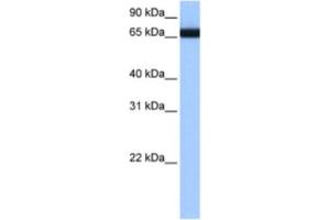 Western Blotting (WB) image for anti-Heterogeneous Nuclear Ribonucleoprotein L-Like (HNRPLL) antibody (ABIN2462328) (HNRPLL Antikörper)