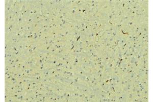 ABIN6277579 at 1/100 staining Mouse brain tissue by IHC-P. (STXBP1 Antikörper  (C-Term))