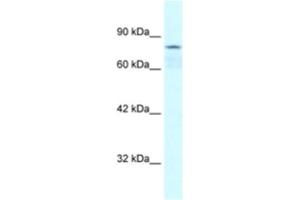 Western Blotting (WB) image for anti-Collectin Sub-Family Member 12 (COLEC12) antibody (ABIN2460484) (COLEC12 Antikörper)