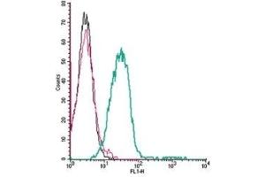 Cell surface detection of P2X3 Receptor by indirect flow cytometry in live intact mouse P815 mastocytoma cells: (black line) Cells. (P2X3 Receptor (AA 65-79), (Extracellular) Antikörper)
