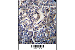 RPL35 Antibody immunohistochemistry analysis in formalin fixed and paraffin embedded human pancreas tissue followed by peroxidase conjugation of the secondary antibody and DAB staining. (RPL35 Antikörper  (C-Term))
