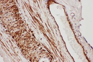 Anti- TFPI antibody, IHC(P) IHC(P): Human Placenta Tissue