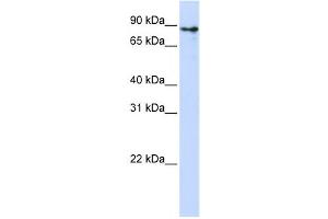 Western Blotting (WB) image for anti-Kelch-Like 1 (KLHL1) antibody (ABIN2458401) (KLHL1 Antikörper)