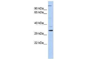 Western Blotting (WB) image for anti-Actin Related Protein 2/3 Complex, Subunit 2, 34kDa (ARPC2) antibody (ABIN2460073) (ARPC2 Antikörper)
