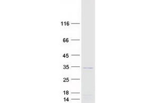 MORN3 Protein (Myc-DYKDDDDK Tag)