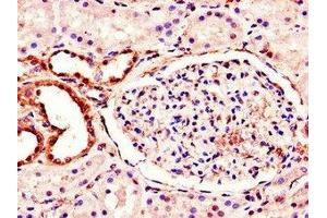 Immunohistochemistry of paraffin-embedded human kidney tissue using ABIN7160988 at dilution of 1:100 (MT-ND1 Antikörper  (AA 23-67))