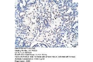 Rabbit Anti-NIP7 Antibody  Paraffin Embedded Tissue: Human Kidney Cellular Data: Epithelial cells of renal tubule Antibody Concentration: 4. (NIP7 Antikörper  (C-Term))