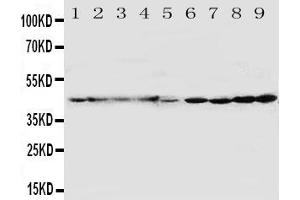 Anti-HDJ2 antibody, Western blottingAll lanes: Anti HDJ2  at 0. (DNAJA1 Antikörper  (C-Term))