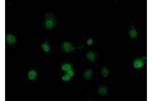 Anti-SAMHD1 mouse monoclonal antibody (ABIN2453908) immunofluorescent staining of COS7 cells transiently transfected by pCMV6-ENTRY SAMHD1 (RC206013). (SAMHD1 Antikörper)