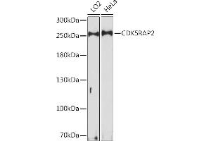 Western blot analysis of extracts of various cell lines, using CDK5R Rabbit pAb (ABIN7266236) at 1:1000 dilution. (CDK5RAP2 Antikörper  (AA 1744-1893))
