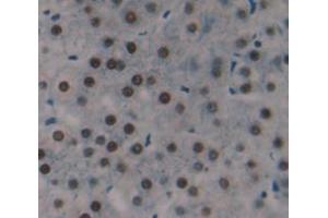 Immunohistochemistry (IHC) image for anti-Histone H2A Type 1-C (HIST1H2AC) (AA 2-130) antibody (ABIN1859158)