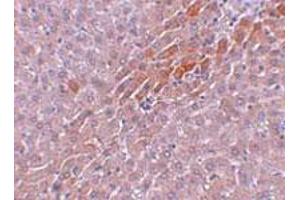 Immunohistochemical staining of rat liver tissue with 5 ug/mL TBKBP1 polyclonal antibody . (TBKBP1 Antikörper  (C-Term))