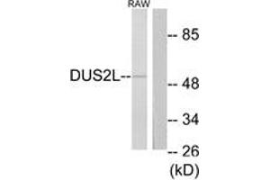 Western blot analysis of extracts from RAW264. (DUSL2 Antikörper  (AA 421-470))