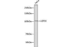 Western blot analysis of extracts of HeLa cells, using USP33 Polyclonal Antibody (ABIN7271157) at 1:1000 dilution. (USP33 Antikörper  (AA 290-400))