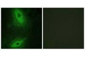 Immunofluorescence (IF) image for anti-Tumor Necrosis Factor (Ligand) Superfamily, Member 15 (TNFSF15) (C-Term) antibody (ABIN7180272)