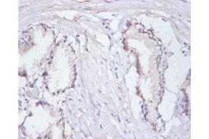 Immunohistochemistry of paraffin-embedded human prostate tissue using ABIN7167685 at dilution of 1:100 (RPA3 Antikörper  (AA 1-119))