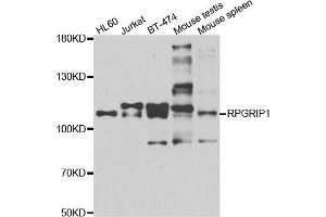 Western blot analysis of extracts of various cell lines, using RPGRIP1 antibody.