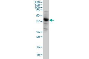NODAL monoclonal antibody (M05), clone 5A3 Western Blot analysis of NODAL expression in HeLa . (Nodal Antikörper  (AA 275-346))