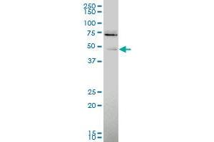 Western Blotting (WB) image for anti-Poliovirus Receptor-Related 1 (Herpesvirus Entry Mediator C) (PVRL1) (AA 33-142) antibody (ABIN562544)