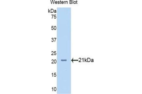 Neuropilin 1 Antikörper  (AA 646-814)